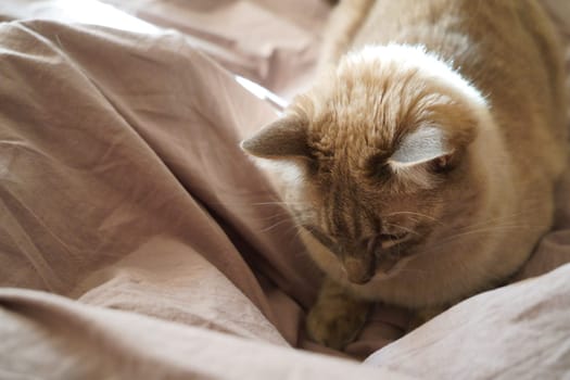 Front view of a cute beautiful Siamese breed cat on a classic brown blanket. High quality photo