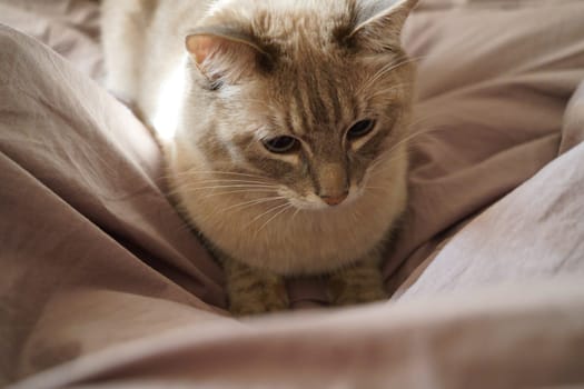 Front view of a cute beautiful Siamese breed cat on a classic brown blanket. High quality photo