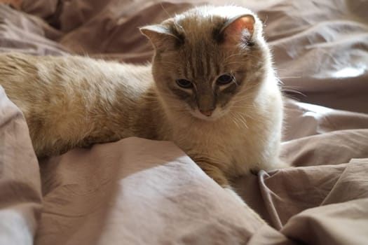 Front view of a cute beautiful Siamese breed cat on a classic brown blanket. High quality photo