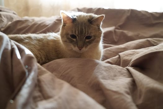 Front view of a cute beautiful Siamese breed cat on a classic brown blanket. High quality photo