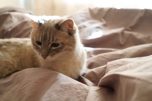 Front view of a cute beautiful Siamese breed cat on a classic brown blanket. High quality photo