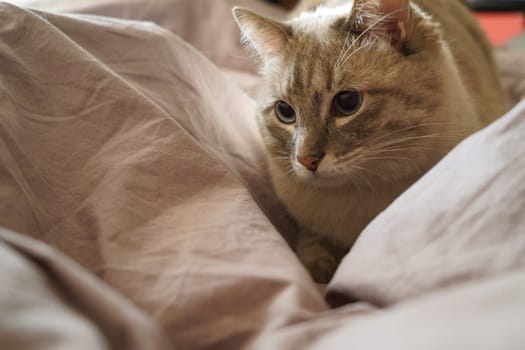 Front view of a cute beautiful Siamese breed cat on a classic brown blanket. High quality photo