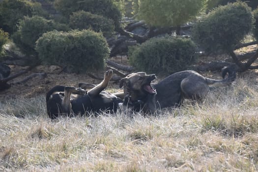 group of happy dogs border collies sitting on the grass in summer