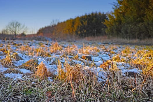 Winter, landscape and grass with nature or snow on frozen morning for weather, climate and cold season. Outdoor, forest and field in woods for ecosystem background, environment or natural habitat.