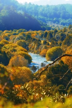 Autumn, river and valley or landscape in countryside with trees, forest and environment in New Zealand. Agriculture, stream and woods for sustainability, scenery and location outdoor for ecology.