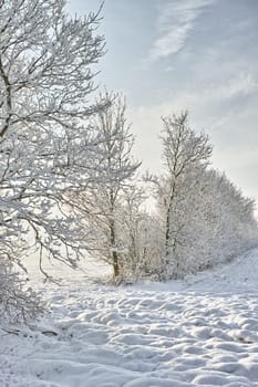 Forest, winter and snow with trees and nature, landscape and cold weather with scenic view. Frozen, ice and natural background in woods for travel or tourism, location or destination in Denmark.