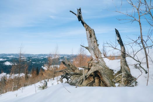Snag on the peak of a mountain. Landscape of hill with snag, large snowy mountain range. download Old tree root