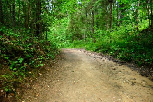 Forest sandy road leading to the forest