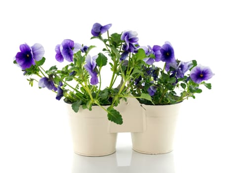spring violets in white pot