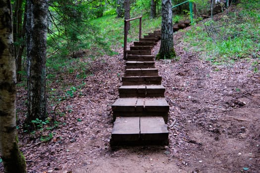 Wooden steps leading up in the forest