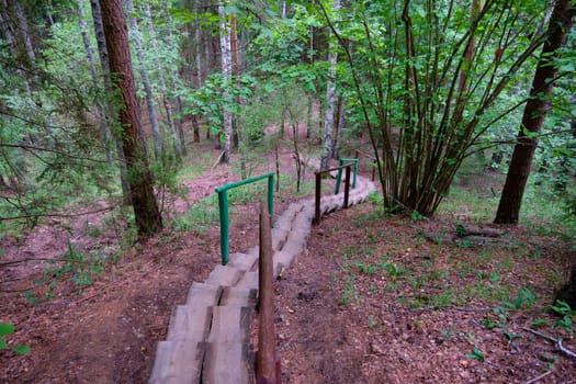 Hand-made wooden steps leading to the forest