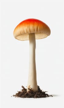 Amanita muscaria mushroom on white background. Clipping path.