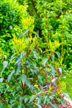 Laurel hedge plant in the garden in Leherheide Bremerhaven Bremen Germany.