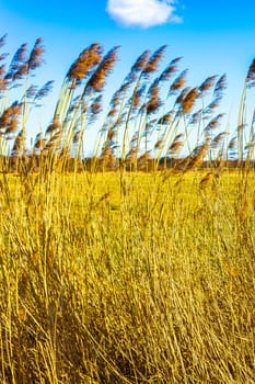 High wheat and rye barley with blue sky in Bürgerpark park in Geestemünde Bremerhaven Bremen Germany.
