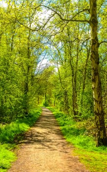 Natural beautiful panorama view on sunny day with walking path walkway trail road green plants trees in the forest of Leherheide Bremerhaven Germany.