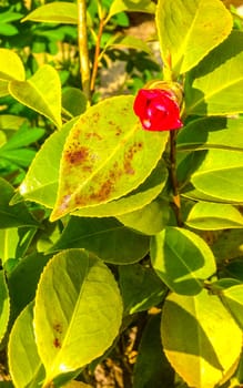 Red flower hardy rose flower bush plant in Leherheide Bremerhaven Bremen Germany.