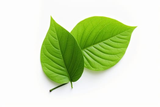 Fresh Green leaf isolated. Nature organic. Generate Ai