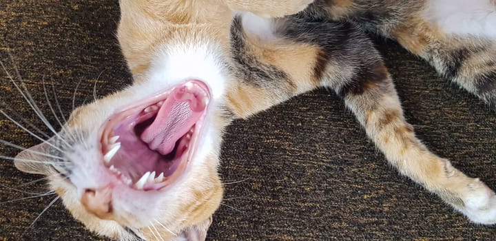 Young cat expression when playing with us, looks up, and opening its mouth also give the look, meows, smiles close-up, top view, soft selective focus