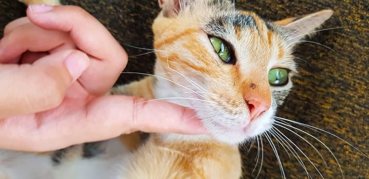 Young cat expression when playing with us, looks up, and opening its mouth also give the look, meows, smiles close-up, top view, soft selective focus