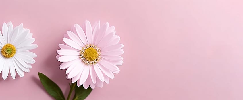 daisy flowers with light blue paper background good for multimedia digital content creation, artistic background for multimedia content creation