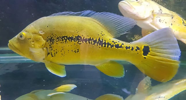 Beautiful Orinoco Peacock bass or Cichla Ocellaris, butterfly peacock bass is a very large species of cichlid from South America