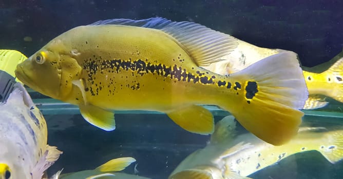 Beautiful Orinoco Peacock bass or Cichla Ocellaris, butterfly peacock bass is a very large species of cichlid from South America