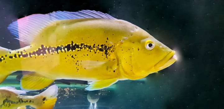 Beautiful Orinoco Peacock bass or Cichla Ocellaris, butterfly peacock bass is a very large species of cichlid from South America