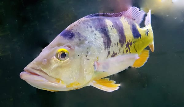 Beautiful Orinoco Peacock bass or Cichla Ocellaris, butterfly peacock bass is a very large species of cichlid from South America
