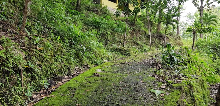 Southeast Asian tropical forest in August, rain forest, jungle in asia, damp forest, green rainforest Scary fairy tale looking forest