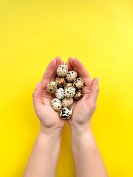 Hands presenting quail eggs against vibrant yellow background, depicting concepts of organic produce and Easter decorations with space for text. High quality photo