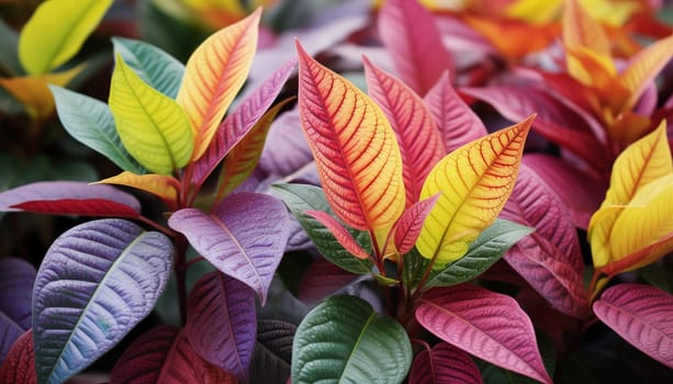 intricate leaves of a Croton plant. High quality photo
