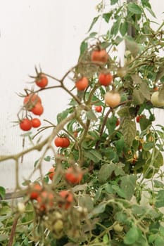 Tomatoes are hanging on a branch in the greenhouse. The concept of gardening and life in the country.