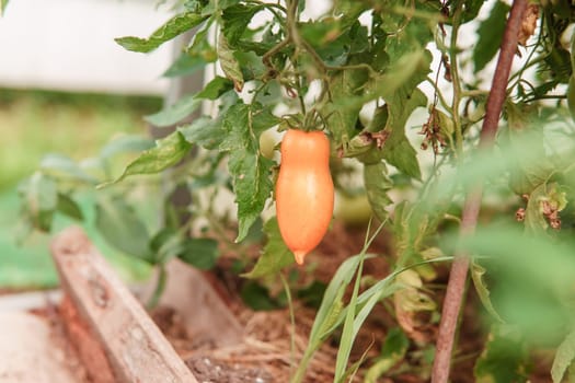 Tomatoes are hanging on a branch in the greenhouse. The concept of gardening and life in the country.