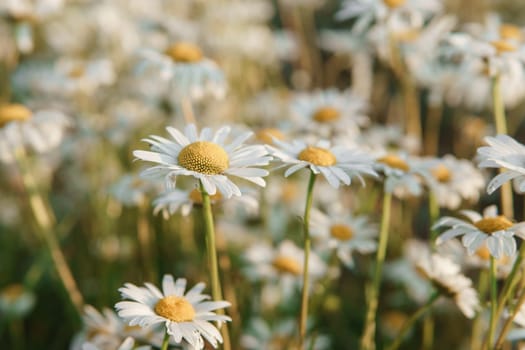 Chamomile flowers in close-up. A large field of flowering daisies. The concept of agriculture and the cultivation of useful medicinal herbs