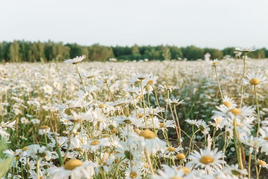 A spacious chamomile field in summer. A large field of flowering daisies. The concept of agriculture and the cultivation of useful medicinal herbs
