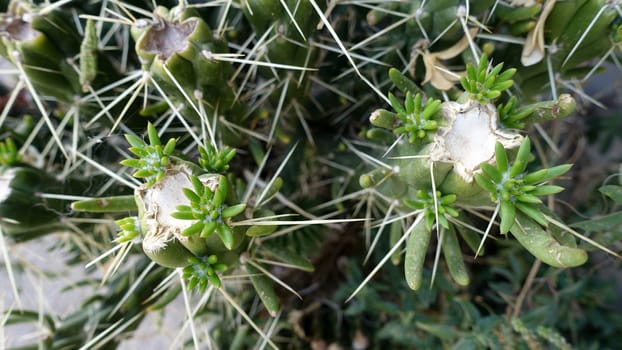 A cactus plant in full bloom on a warm summer morning.