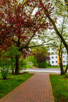 Natural beautiful panorama view on sunny day with walking path walkway trail road green plants trees in the forest of Leherheide Bremerhaven Germany.