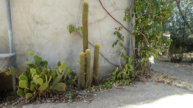 Cactus plants in full bloom along a wall of an old house during a warm summer morning.
