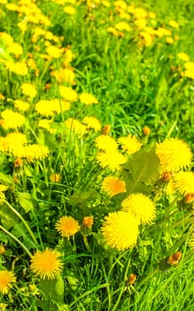 Yellow dandelions on the green flower meadow in summer in Leherheide Bremerhaven Bremen Germany.