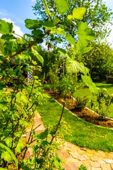 Currant bush and gooseberry plant with flowers and berries in Leherheide Bremerhaven Bremen Germany.