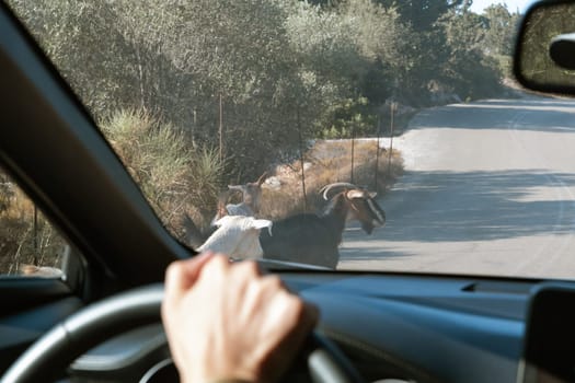 Three goats crossing the road on the left in front of a car on a sunny summer day on an island in Greece, close-up side view.