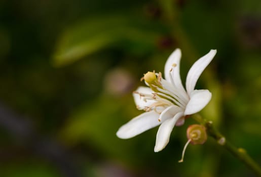 lemon flower on branches in lemon garden 1