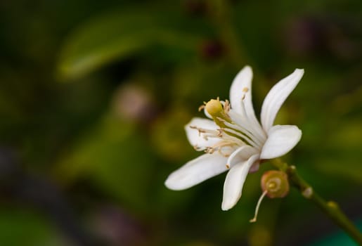 lemon flower on branches in lemon garden 3