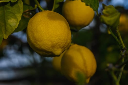 Bunch of Lemon fruit over green natural garden Blur background, Lemon fruit with leaves in blur background.