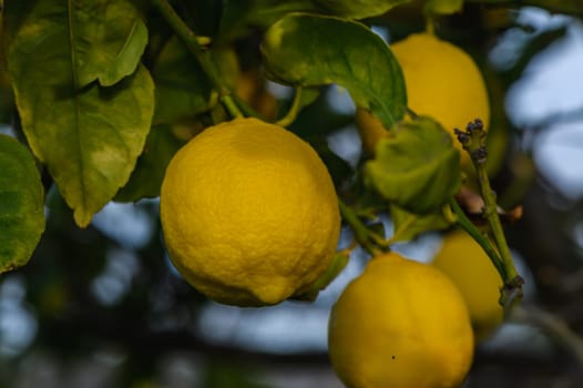 Bunch of Lemon fruit over green natural garden Blur background, Lemon fruit with leaves in blur background. 1