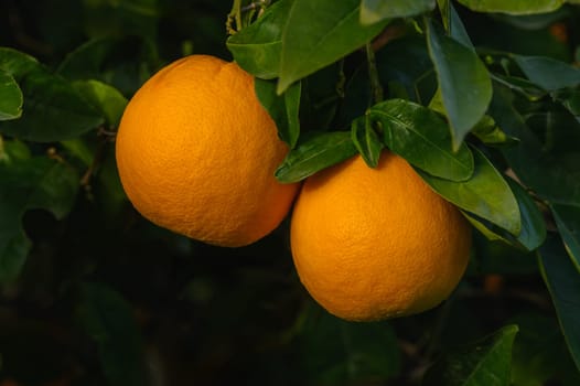 Close up of orange tree branch with ripe oranges 4