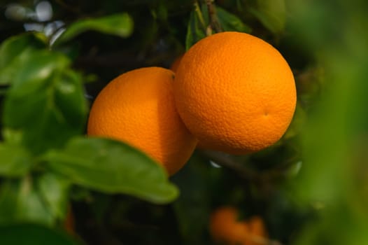 Close up of orange tree branch with ripe oranges 2