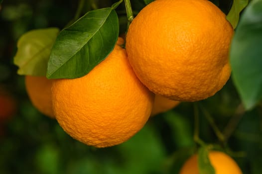 Close up of orange tree branch with ripe oranges