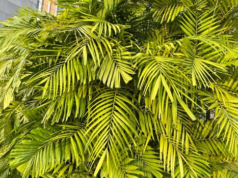 Tropical palm leaves, floral pattern background, real photo in Indonesia