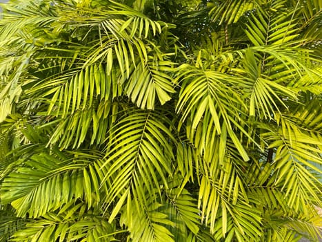 Tropical palm leaves, floral pattern background, real photo in Indonesia